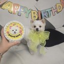 스위트멍 | 군포 강아지 수제간식 케이크 전문점 스위트멍 (뽀찌 4살 생일파티)