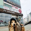 헬릭스동물암센터 이미지