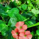 아이포레스트