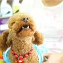 멍멍클럽 이미지