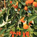 감나무집 농원펜션 이미지