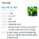 단국대 꽃집 단대 꽃집 죽전 꽃집 에브리플라워데이 율마 구입 후기