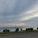 더 퍼피즈 블루오션 이미지