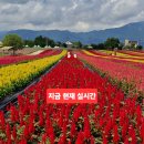 동송읍사무소 | 철원 고석정 꽃밭 가을꽃 축제 실시간 개화상황