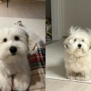 스케치독 이미지