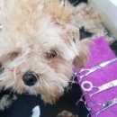 그루밍독스 이미지