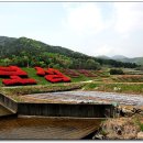 삼수농원 | 호남정맥 26.골치→골치산→삼비산→일림산→한치→활성산→봇재