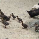 낙동강오리알 이미지