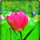 수변로 Daum카페