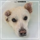 리라동물병원 이미지