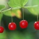 대지로1R 이미지