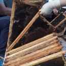 꽃 꿀방 이미지