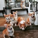 Cafe in Garden 이미지