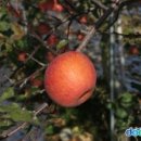 사과초원 이미지