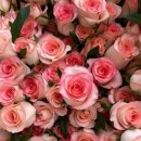 꽃 어여쁘다 이미지