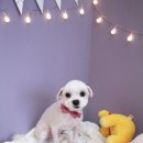 그루밍샵 0105 이미지