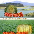 김장용 절임배추 예약판매 20kg(7-10포기) 30000원 무료배송 가격인하 이미지