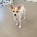 퍼피원데이 이미지