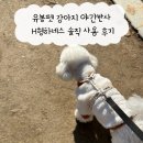 유봉 | 유봉펫 강아지 야간반사 H형하네스 솔직 사용 후기