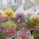 꿈꾸는마카롱 이미지