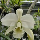 Cattleya warneri suavissima 'Santa Teresa' (MC) 이미지