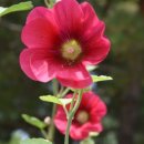 신암학교 앞 이미지