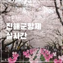 통영공설운동장 | 2026 진해군항제 4월 3일 경화역 여좌천 로망스다리 실시간 개화율 벚꽃 시티투어 탑승 후기 주차 정보