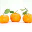 오렌지 이미지