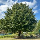 산수가든 위 | 고소짭짤한 어죽 해미 맛집 | 산수가야가든