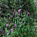 그늘을 싫어하고 양지를 좋아하는 부들레야(Buddleja) 이미지