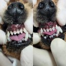김 S 동물병원 이미지