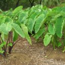 우두로 L 이미지