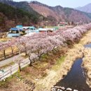 송광사&벚꽃길 이미지