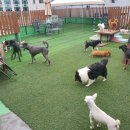 매너독반려견교육센터 | 대구 봉덕동 애견호텔 매너독반려견교육센터 비용 시간 위치