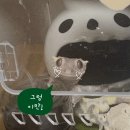 호텔멍 | 청주송절동파충류샵 비바리움 신규크레샵 솔직방문후기 크레스티드게코분양 용품추천