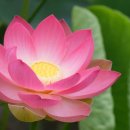 연꽃향기 이미지