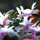 행복 빛으로부터 이미지