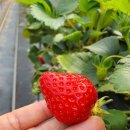 점암농장 이미지