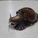 나라 차오름 이미지