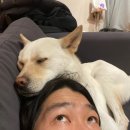 준 pet 이미지