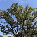 청룡마을1길 11 이미지