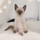 고양이전문점 허니캣 이미지