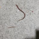 블루웨일 빌리지 이미지