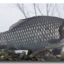 대물낚시 이미지