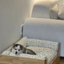 제니엔 코코 펫 이미지