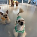 완산애견 이미지