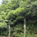 북동리 | 낙엽 시즌이 오면 정선 문치재 전망대 가야 하는 이유 (주차장 위치 공유)