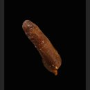 돼지꼬리천국 | [청량리역]청량리전통시장 구경: 족발,파김치,호떡 (먹거리 천국에서 온누리 상품권 사용)