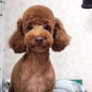펫시스터즈 이미지