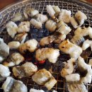 남해바다장어 이미지